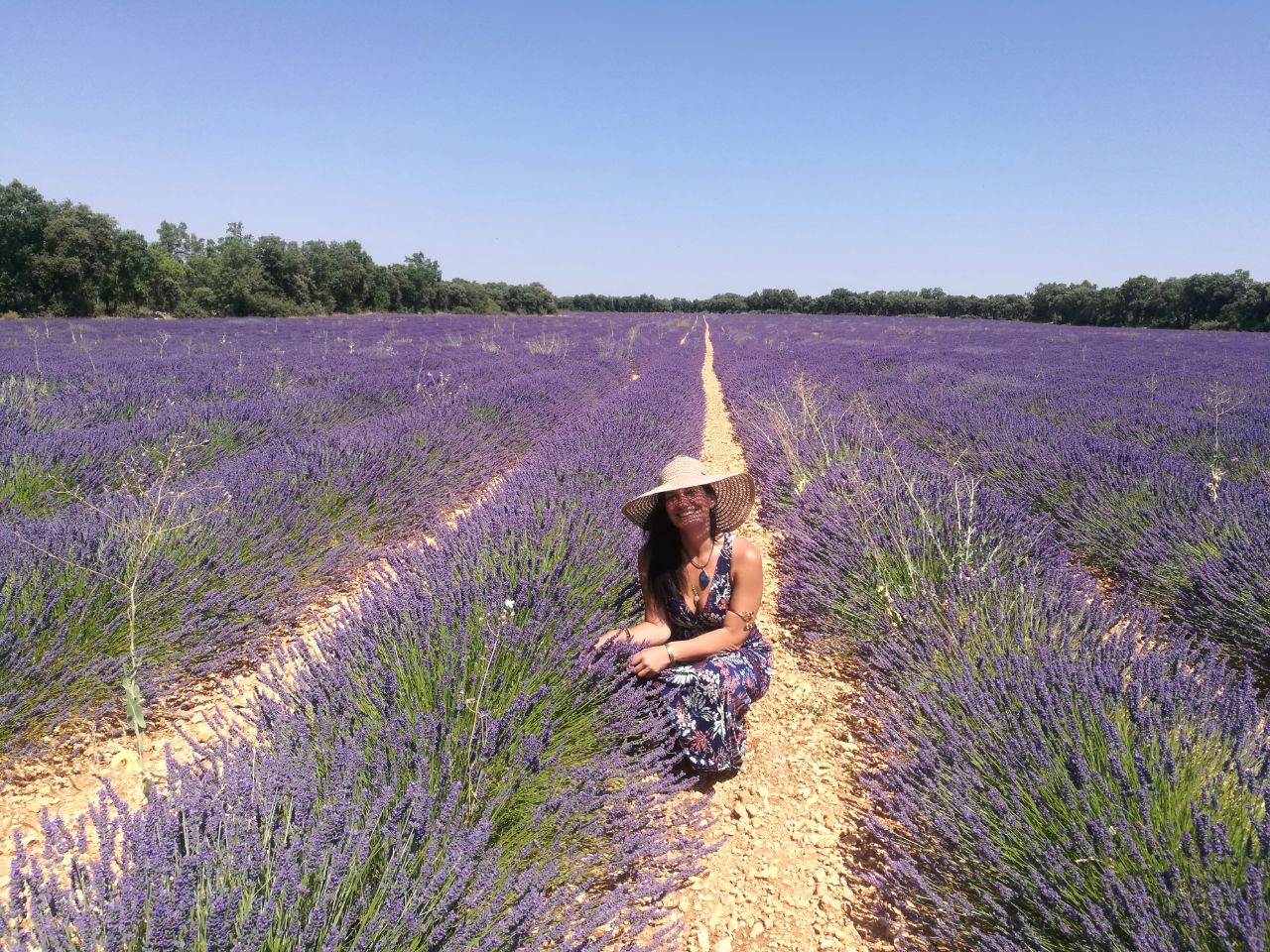Lavanda y plantas